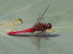 Rhodothemis lieftincki male (1 of 4)